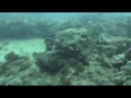 Scuba Diving, Lobster Ledge, Wilmington NC
