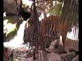 Tigers at Melbourne Zoo