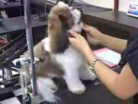 Pet Grooming School, Styling the Dog by Wag My Tail