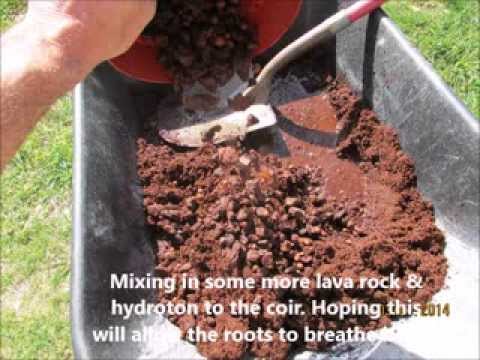 how to transplant orange tree