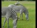 Whipsnade Zoo Part 2 of 2