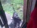 videos de My Dog Minnie Opening The Backdoor