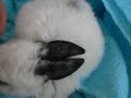 my pet rabbit