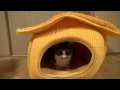 キャットハウス増加