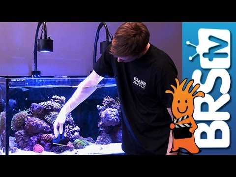 how to eliminate brown algae in saltwater aquarium