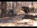 videos de Visit to Lion Park (hi-def)
