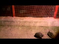 Video for پارك جنگلي سراوان