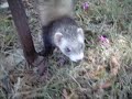 il decouvre la nature et la gueness lol