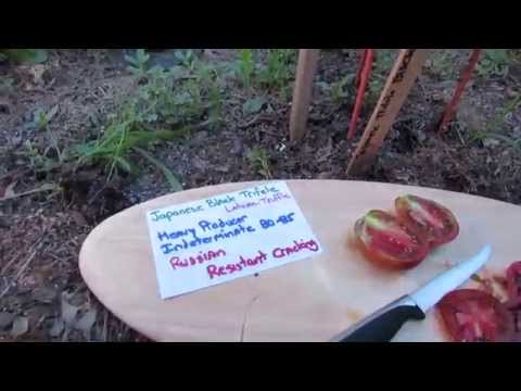 how to fertilize black currant