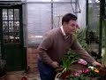 Hippeastrum Care