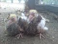 Golubovi- Srpski visokoletaci Golubovi- Srpski visokoletaci