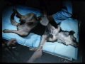 animal testing