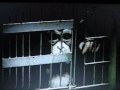 animal testing