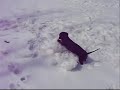 wiener dog ATTACKS!!
