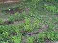 My Garden My Garden