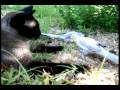 Cat Tolerates Cockatiels in Backyard