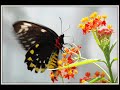 Click here to watch this video TITLI UDKAR AAI HAI--GANDHAAR STUDENTS_0001.wmv