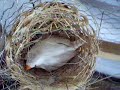 diamante mandarin blanca empollando birds zebra finches