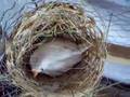 diamante mandarin blanca empollando birds zebra finches