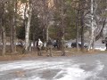 Schweizer Kampfhunde