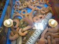 sea food