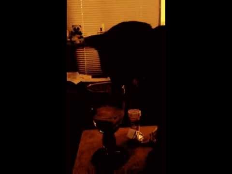 Pantera Has a Drinking Problem