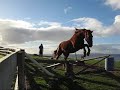 Free jumping my horse,