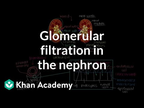 FİZYOLOJİ - NEFRONDA GLOMERÜLER FİLTRASYON
