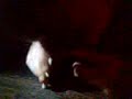 Wooble Snortin\