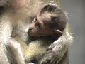Monkey See, Monkey Do