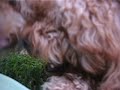 cutest labradoodles ever cutest labradoodles ever