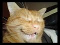 WASSUP CATS WASSUP CATS