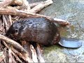 Busy Beavers