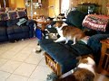 9 week old sheltie puppies romp
