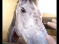 Présentation des chevaux .mp4