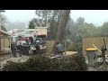 Tree Lopping