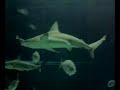acquario Genova il pesce luna e gli squali