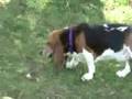 Fall Basset Frolic in Minooka Park