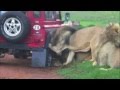 **LION ATTACK**