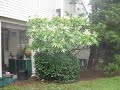 Fatsia japonica growing in White Rock, B.C.