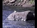 salmonjumping1wmv