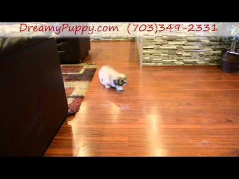 Cute Lhasa Apso Girl!
