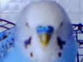 billi;dammi un bacio;.MP4