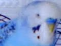 billi;dammi un bacio;.MP4