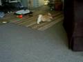 Moxie Vs. Erica