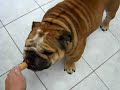 Yargo eating an ice-cream