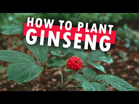 how to grow ginseng plant