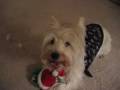 videos de Daniel the Turtle Meets Baxter the Dog