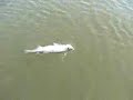 pescando sabalos en lecheria