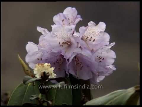 how to transplant rhododendrons shrubs
